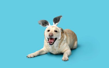 Mavi arka planda Paskalya tavşanı kulaklı komik Labrador köpeği