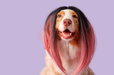 Leylak arka planında şık peruklu şirin Avustralya çoban köpeği. Nisan 1 Kutlaması