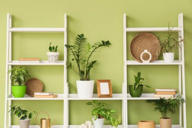 Kitaplı raflar ve yeşil duvarın yanında bitkiler, yakın plan.