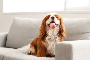 Sevimli şövalye Kral Charles Spaniel evdeki kanepede oturuyor.