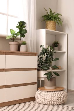 Ev bitkileri, pencere, raf ünitesi ve çekmeceleri olan şık bir oda.