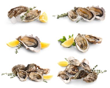 Beyaz arka planda taze çiğ istiridye seti