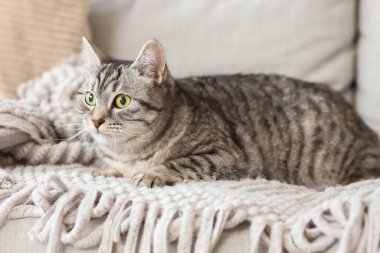 Gri çizgili kedi kanepede yatıyor.