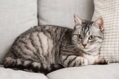 Gri çizgili kedi kanepede yatıyor.