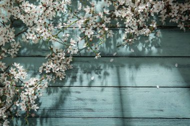 Turkuaz ahşap arka planda güzel ağaç dalları