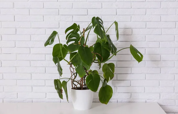 Oturma odasındaki beyaz tuğla duvarın yanında klozette yeşil bitki var.