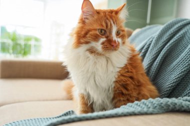 Evdeki gri kanepede ekoseli komik kedi, yakın plan.