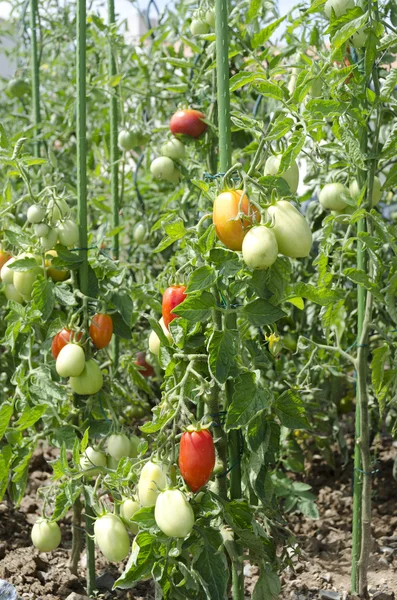 Pianta di pomodoro — Foto Stock