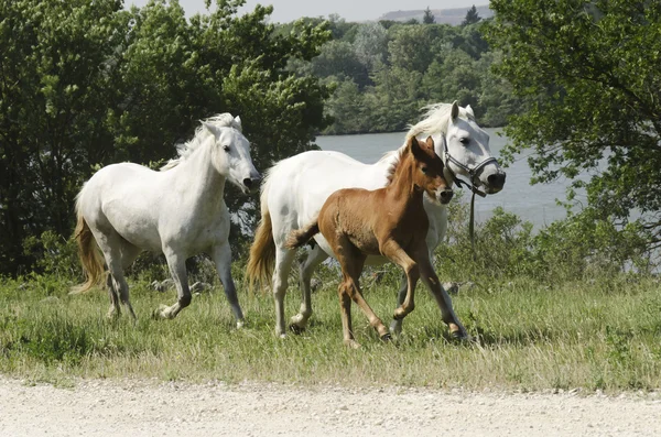 Caballos galopantes —  Fotos de Stock