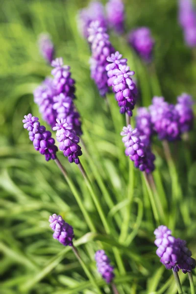 Grape hyacinth flowers — Stock Photo, Image