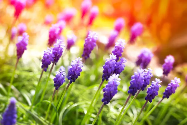 Flores de jacinto de uva —  Fotos de Stock