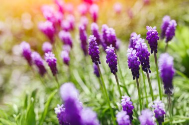 Üzüm sümbülü çiçekleri