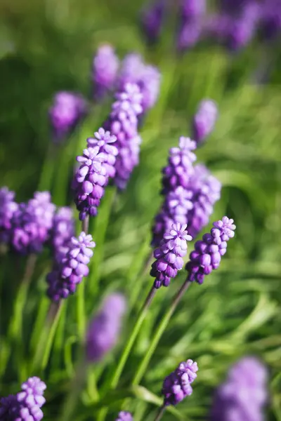 Flores de jacinto de uva —  Fotos de Stock