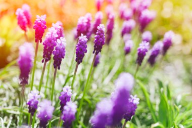 Üzüm sümbülü çiçekleri