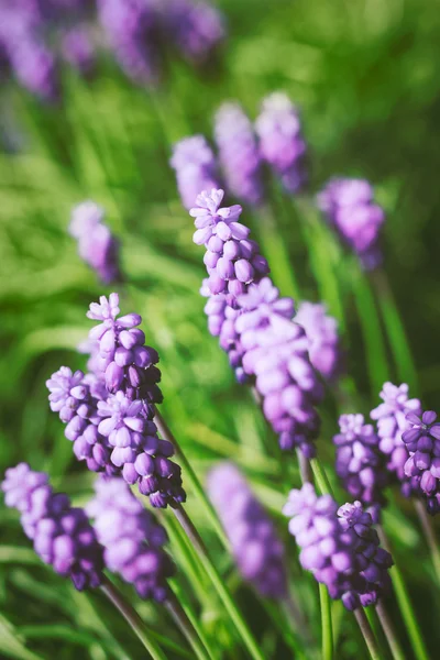 Flores de jacinto de uva —  Fotos de Stock