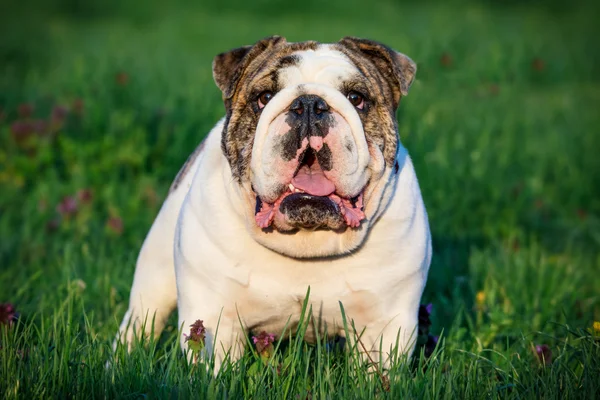 Angol Bulldog kép — Stock Fotó