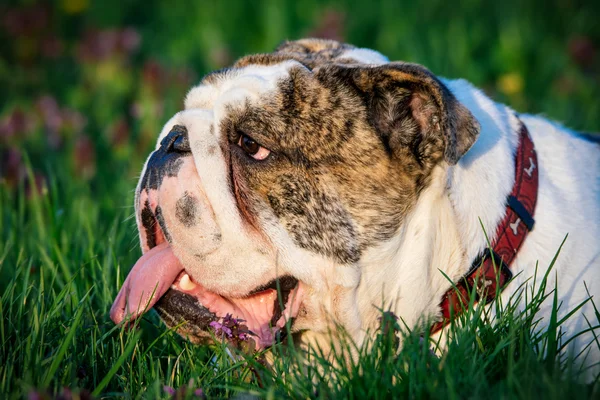 İngilizce Bulldog resim — Stok fotoğraf