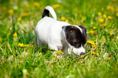 jack Russell terrier bahçesinde