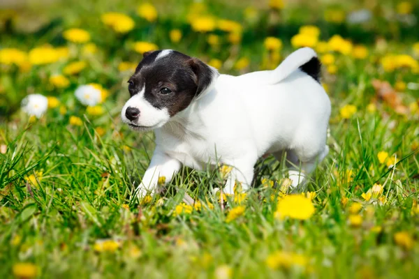 Jack russell terrier in garden — Stock Photo, Image