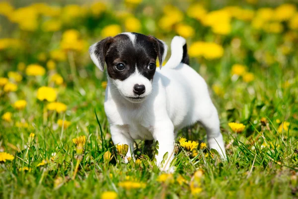Jack russell terrier in garden — Stock Photo, Image