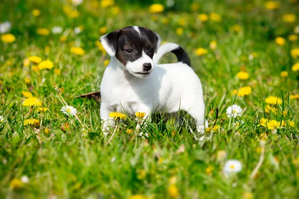 Jack Russell terrier en el jardín — Foto de Stock