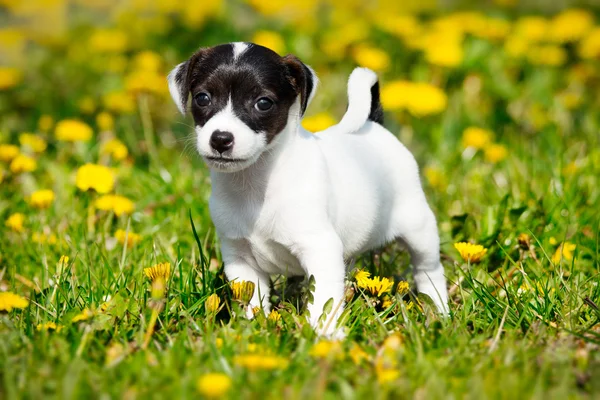 Jack russell terrier in garden — Stock Photo, Image