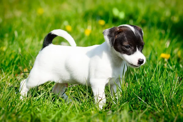 Jack russell terrier in garden — Stock Photo, Image