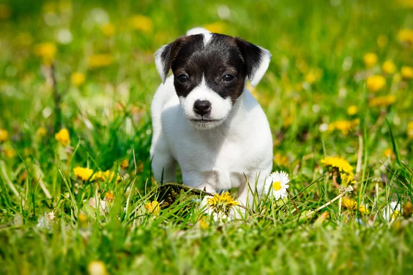 Jack Russell terrier no jardim — Fotografia de Stock