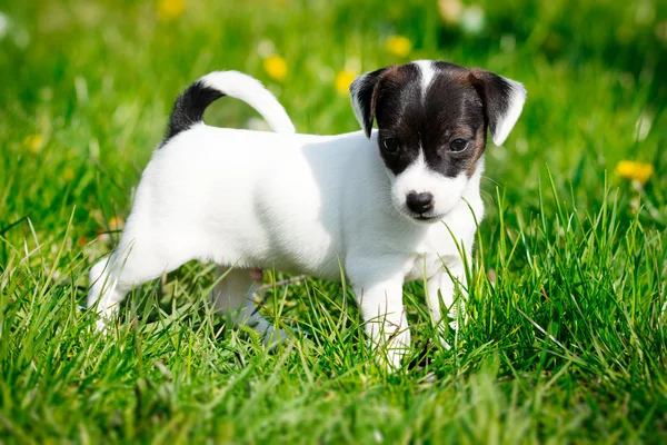 Jack Russell terrier en el jardín —  Fotos de Stock