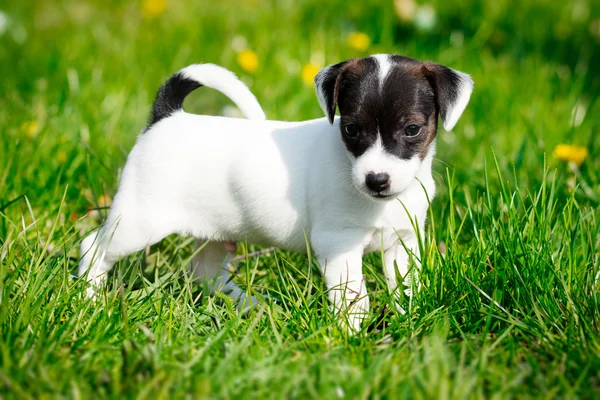 Jack russell terrier in garden — Stock Photo, Image