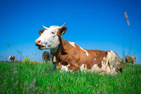 Vache dans un pâturage d'été — Photo