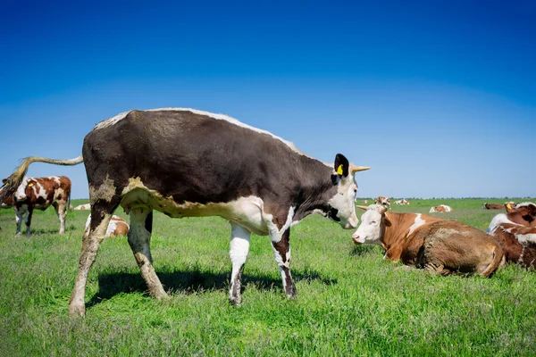 Cow on a summer pasture — Stock Photo, Image