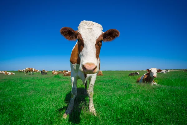 Vaca em um pasto de verão — Fotografia de Stock