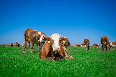 Yaz otlağında inek