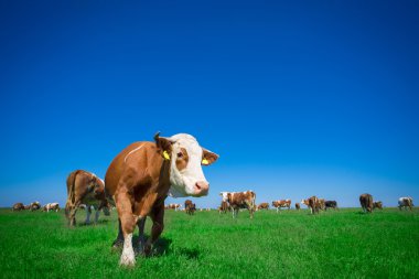 Yaz otlağında inek