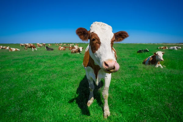 Cow on a summer pasture — Stock Photo, Image