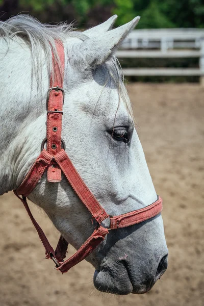 Caballos en la granja — Foto de Stock