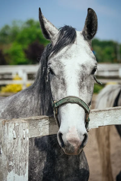 農場にいる馬は — ストック写真