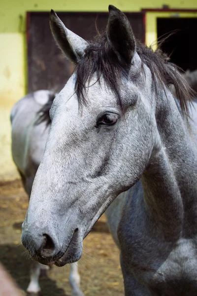 Hästar på gården — Stockfoto