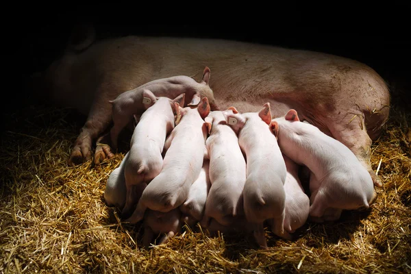 新生子豚は、彼の母親の乳を吸う — ストック写真