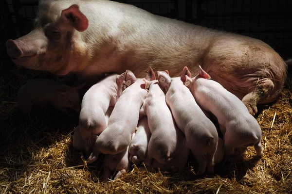 Leitões recém-nascidos chupam os seios de sua mãe — Fotografia de Stock