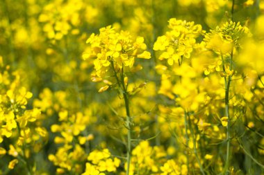 güneşli mavi gökyüzü gün sahada kanola