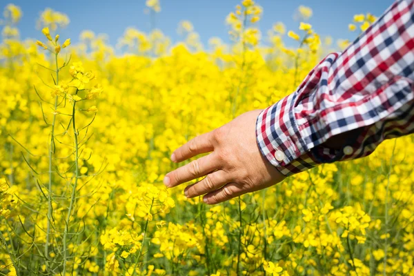 Farmář zkontrolovat kvalitu pole řepky — Stock fotografie