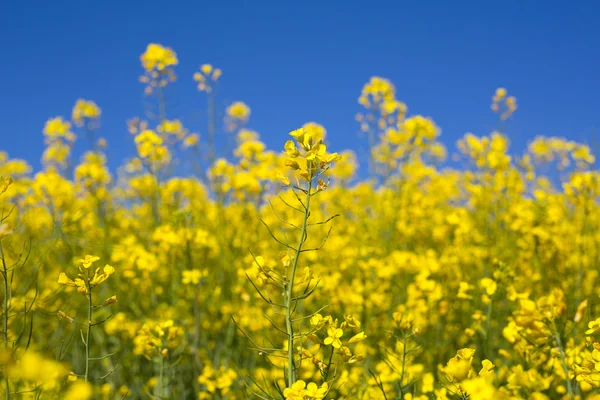 Raps fält på en solig blå himmel dag — Stockfoto