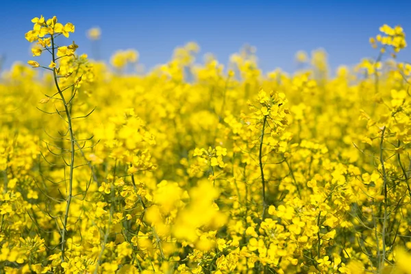 Raps fält på en solig blå himmel dag — Stockfoto