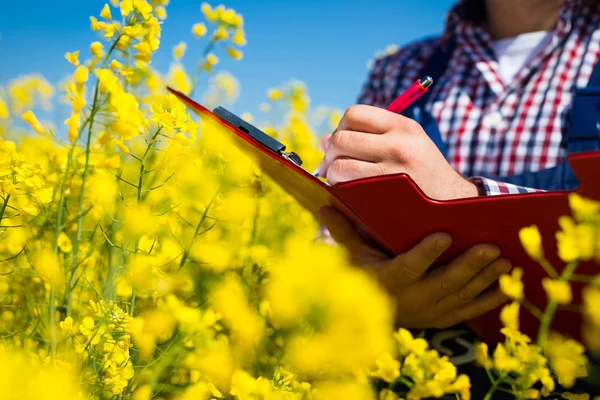 Γεωργός ελέγχουν την ποιότητά του πεδίου canola — Φωτογραφία Αρχείου