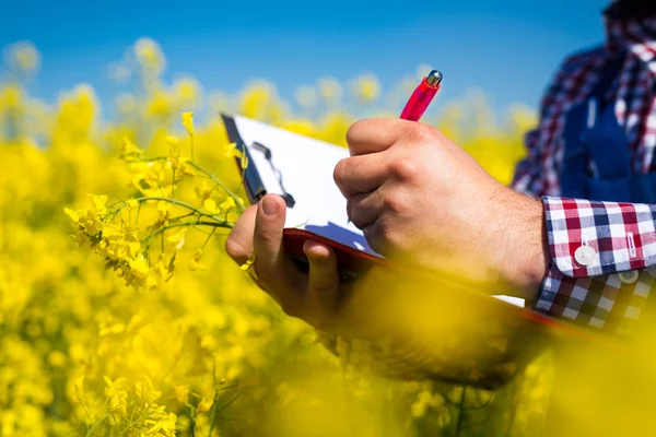 Γεωργός ελέγχουν την ποιότητά του πεδίου canola — Φωτογραφία Αρχείου