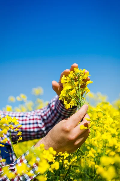 Çiftçi kanola alan kalitesini kontrol edin