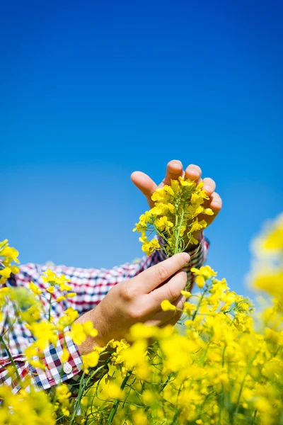 Çiftçi kanola alan kalitesini kontrol edin