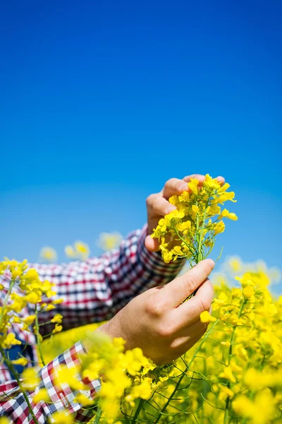 Çiftçi kanola alan kalitesini kontrol edin